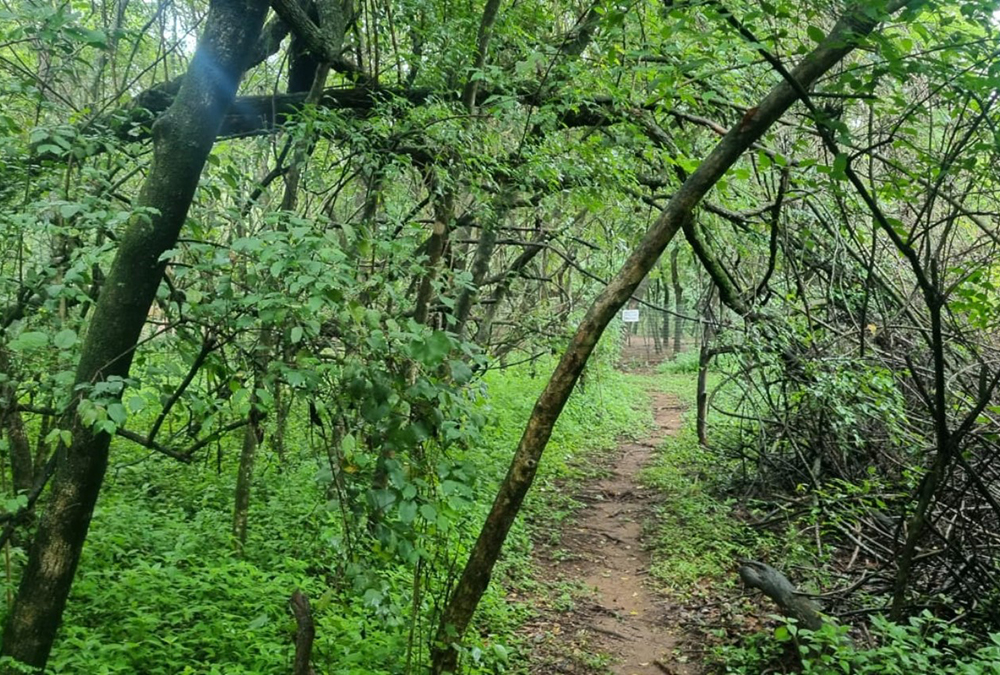 Matumi Bush Camp (25)