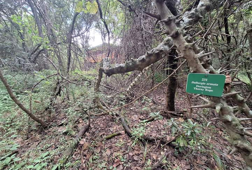 Matumi Bush Camp Cabin (3)